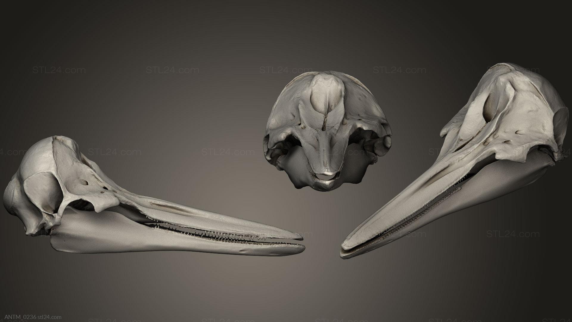 Anatomy of skeletons and skulls - Animal Skulls 029, ANTM_0236. 3D stl model  for CNC